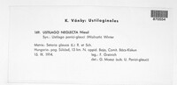 Macalpinomyces neglectus image
